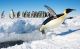 Topniejąca Antarktyda zabija. Pingwiny cesarskie już poległy